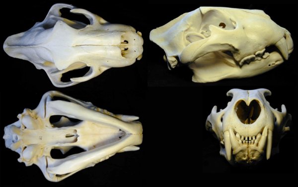 Panthera leo melanochaita: skull