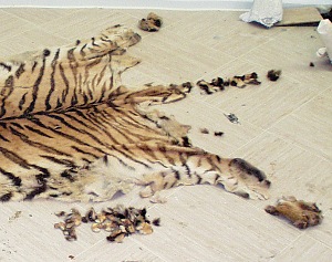 Panthera tigris altaica, fur after 6 years