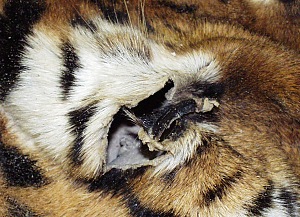 Panthera tigris altaica, fur after 6 years around the eye