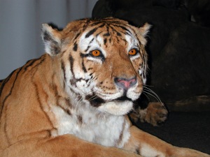 Panthera tigris altaica, mounted skin