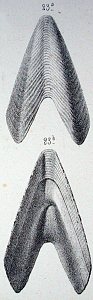 Originalzeichnung Chiton sagittalis aus Sandberger