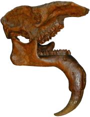 Schädel von Dinotherium giganteum