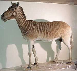Fig 1. The Quagga of the Museum Wiesbaden