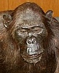 Schimpanse der MWNH